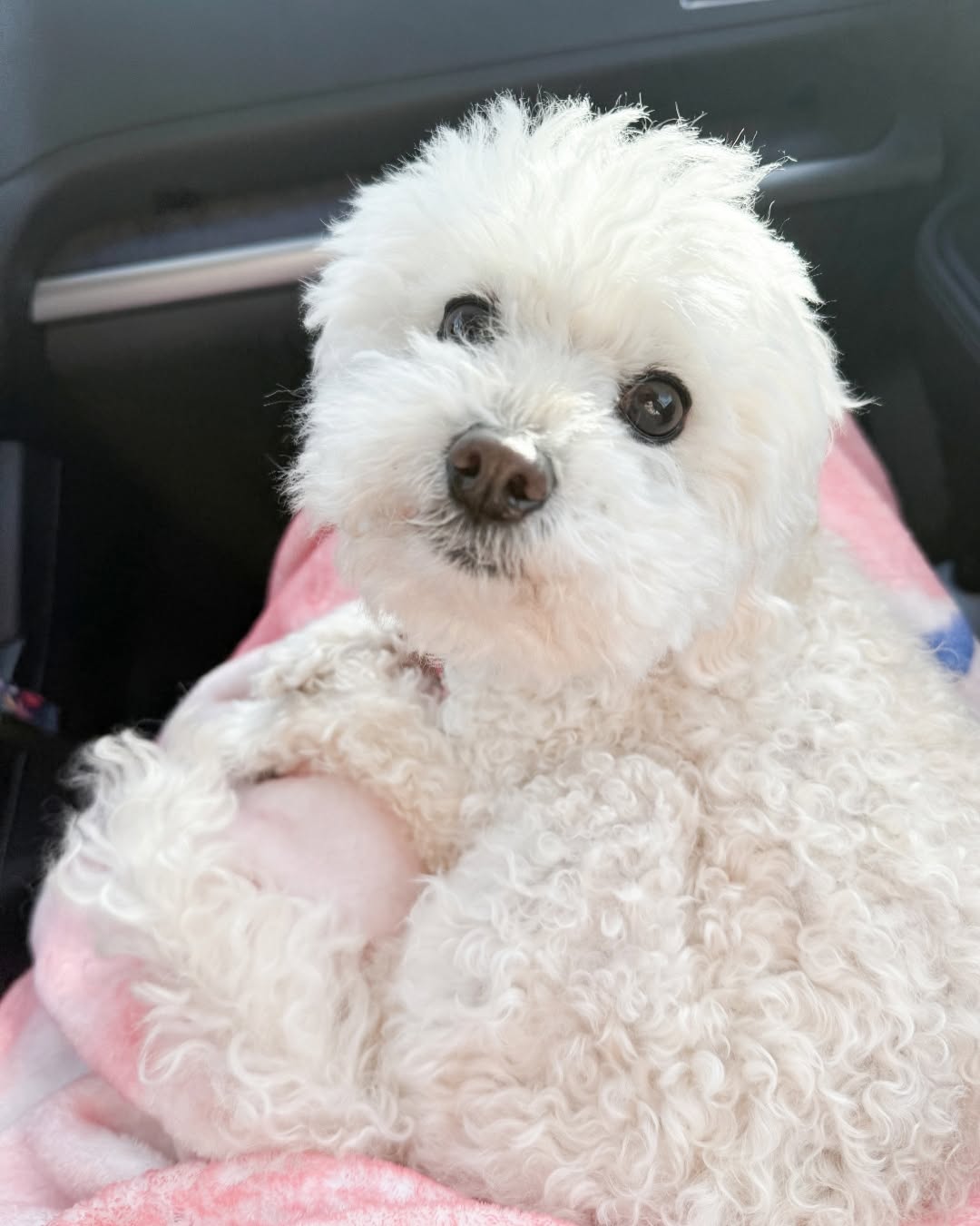 Meet Daisy! She's a beloved companion of one of our residents at HERE Seattle, and just loves the property! \ud83d\udc3e\u2764\ufe0f\n\nWant your furry friend to join the community? We welcome pets! Stop by the office to learn about our pet policies and make your stay even more special.